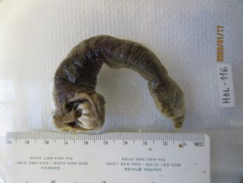 Media type: image;   Invertebrate Zoology HOL-116 Description: Preserved specimen.;